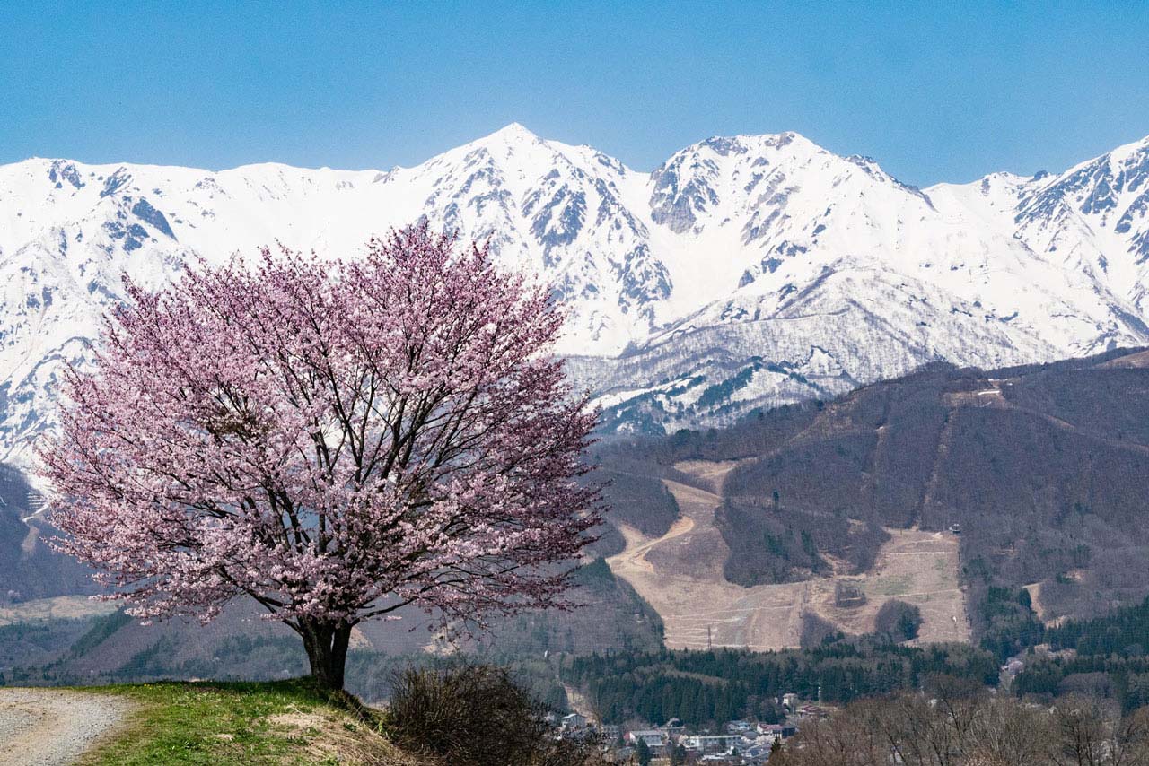 桜×白馬連峰